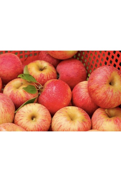 Яблуня Гала — осінній урожай соковитих яблук.