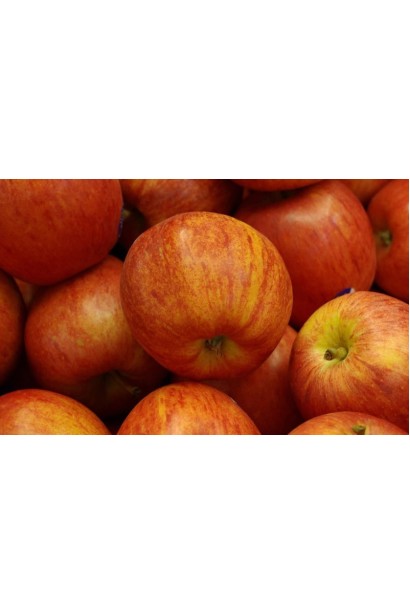 Malus domestica Gala — ароматні яблука для будь-якого смаку.