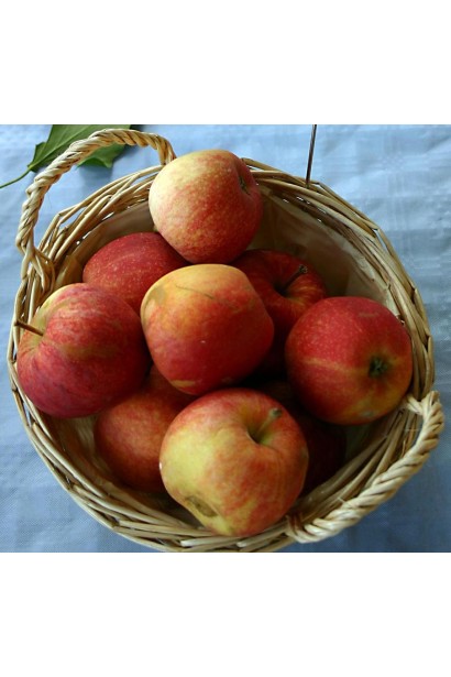 Осінні яблука Гала для тривалого зберігання.