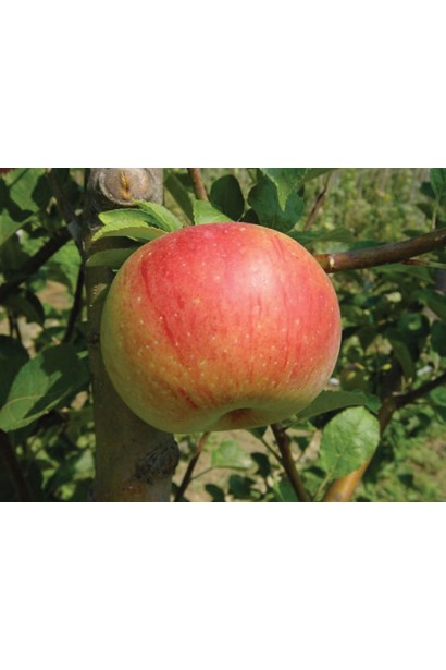 Осіння яблуня Гала із солодкими плодами.