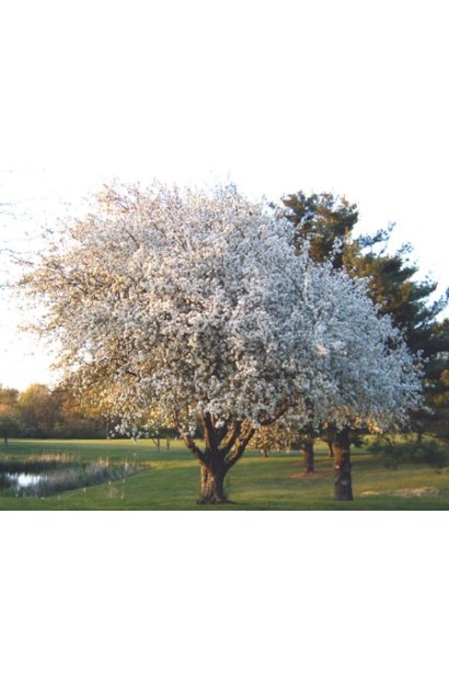 Зимова яблуня Голден Делішес для вашого саду.