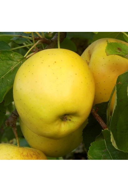 Хрусткі плоди Голден Делішес із насиченим ароматом.