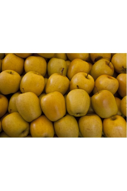 Malus Golden Delicious — довго зберігається та чудово смакує.