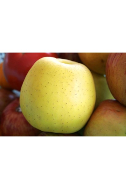 Яблуня Голден Делішес — медовий смак і тривале зберігання.