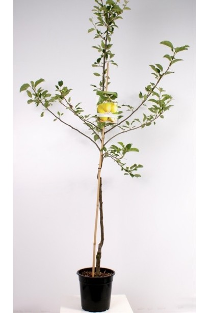 Malus domestica Golden Delicious