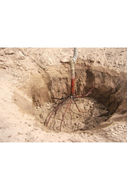 Яблуня Голден Делішес — посадка