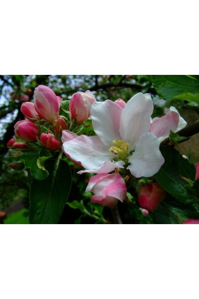 Яблуня домашня Голден Делішес - цвітіння