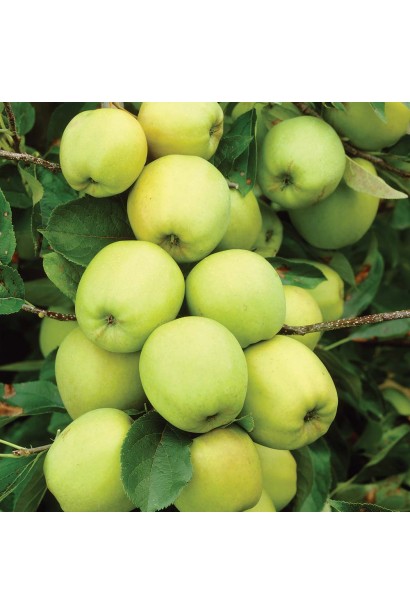 Зимова яблуня Голден Делішес із золотистими плодами.