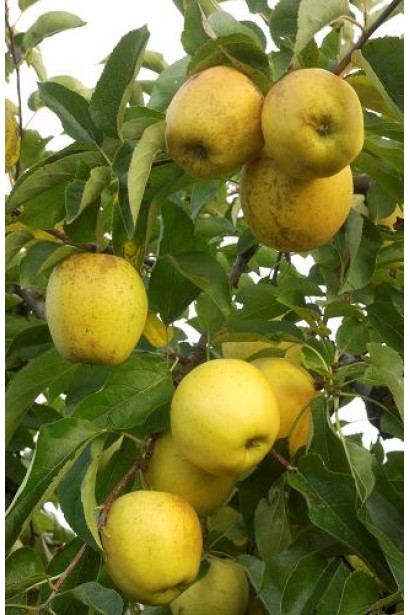 Соковиті та ароматні яблука Голден Делішес.