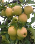 Яблуня домашня Голден Делішес (зимова) | Яблоня домашняя Голден Делишес (зимняя) | Malus domestica Golden Delicious