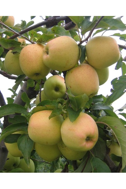 Голден Делішес — ідеальний вибір для зимового врожаю.