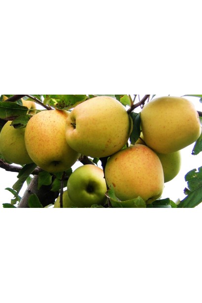 Золотисті яблука Голден Делішес із медовим смаком.