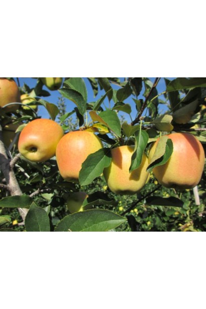 Яблуня домашня Голден Делішес (зимова)