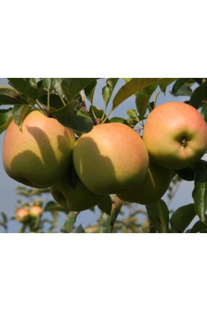 Малус Голден Делішес — улюблений сорт зимових яблук.