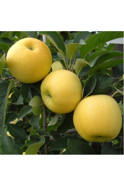 Malus domestica Golden Delicious — солодкі яблука для зими.