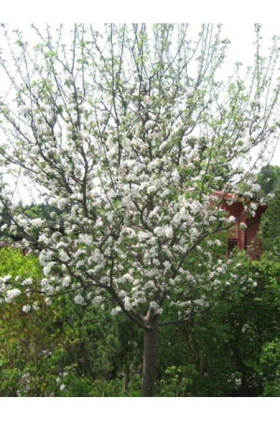 Яблуня домашня Гренні Сміт (зимова)