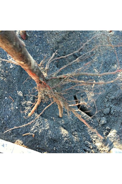 Яблуня домашня Гренні Сміт (зимова) посадка з голим коренем