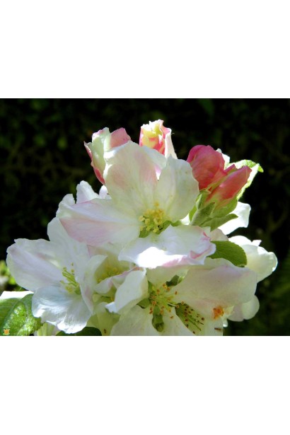 Яблуня домашня Гренні Сміт - цвітіння