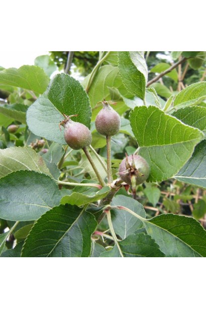 Malus domestica Granny Smith