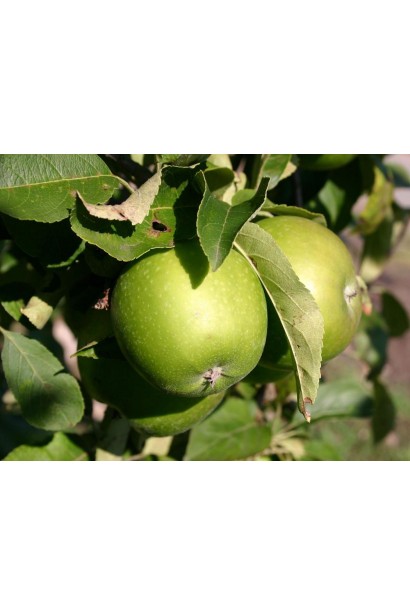 Malus Granny Smith — свіжі зелені яблука на зиму.