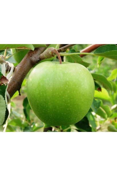 Соковита зимова яблуня Гренні Сміт із кислинкою.