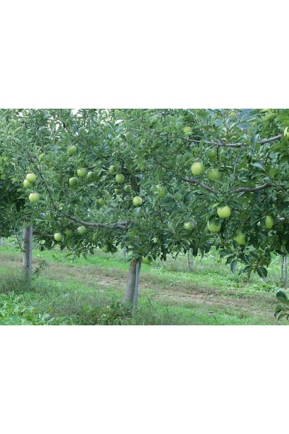 Яблука Ренет Симиренка — улюблений вибір для домашніх садів.