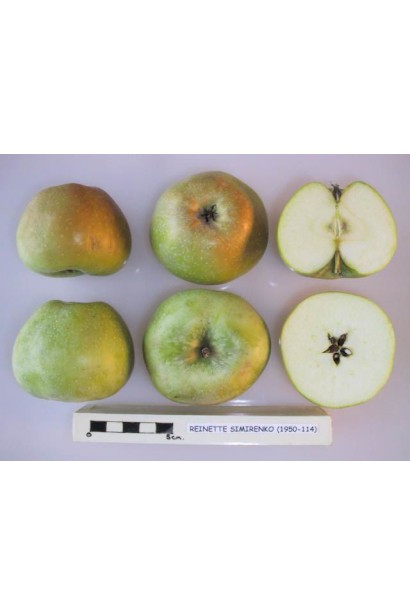 Ренет Симиренка — яблука з яскравим смаком і ніжною текстурою.