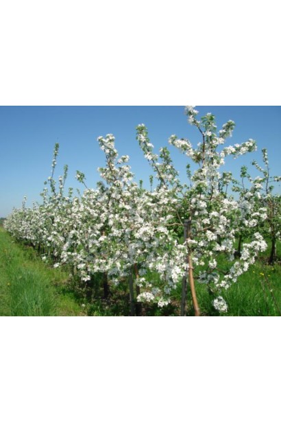 Яблуня домашня Ренет Симиренка (зимова)