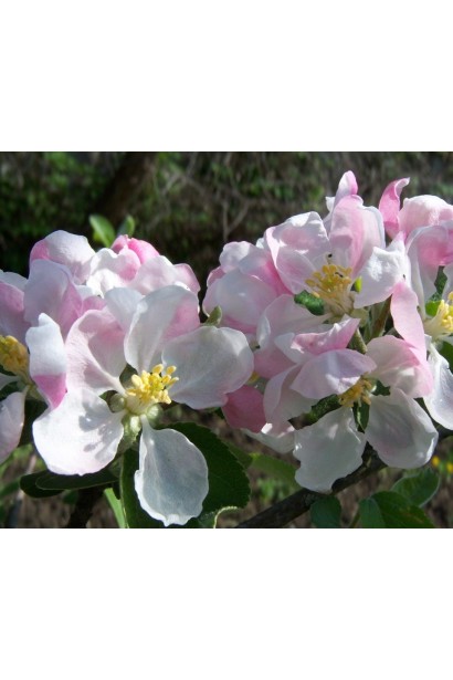 Яблуня домашня Ренет Симиренка (зимова)