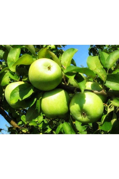 Ренет Симиренка — зимовий сорт яблук із зеленою шкіркою.