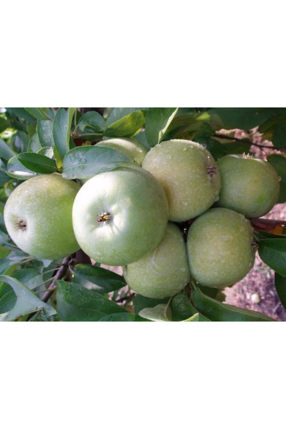 Яблука Ренет Симиренка із ніжним кисло-солодким смаком.