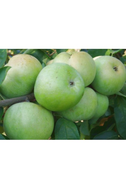 Зимовий сорт Reinette Simirenko із зеленими, ароматними плодами.