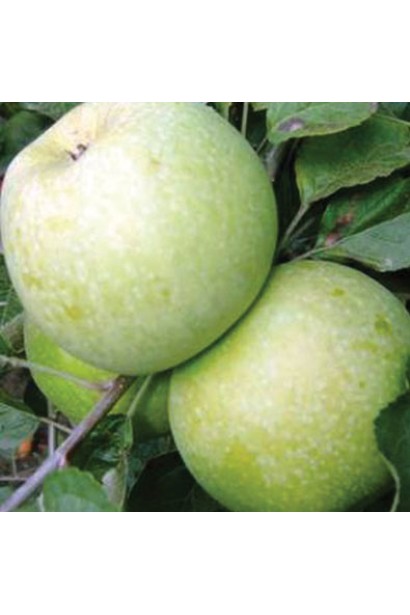 Зимовий сорт яблуні Reinette Simirenko із високою врожайністю.