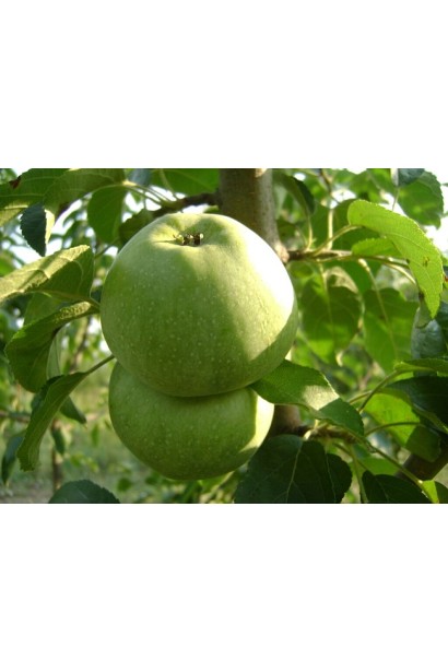 Malus domestica Reinette Simirenko — популярний український сорт яблук.