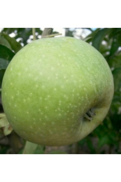 Ренет Симиренка — зелені яблука з чудовим балансом смаку.