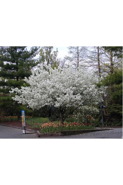 Malus domestica Early Geneva — ваш вибір для літнього саду.