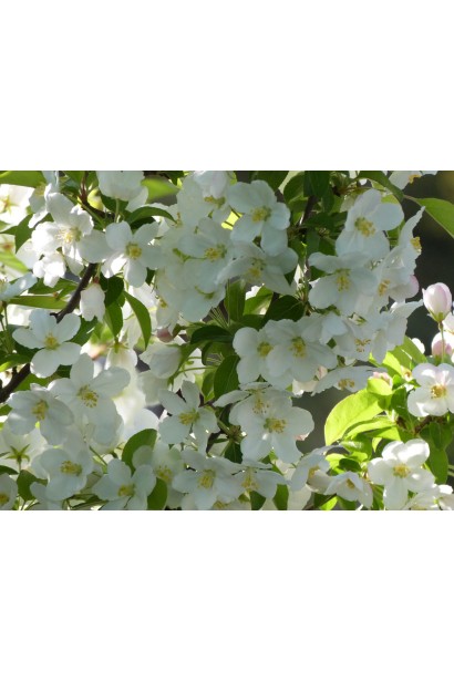 Malus domestica Early Geneva