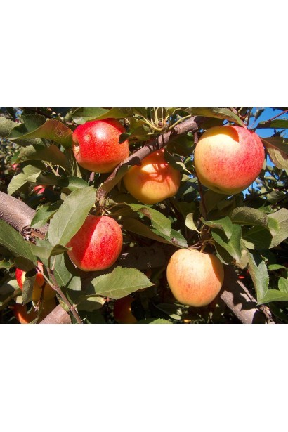 Malus Early Geneva — яблука з ніжною текстурою та солодкістю.