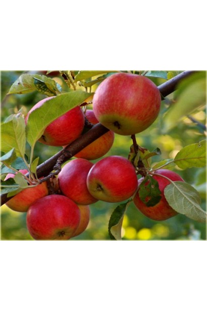 Літні яблука Ерлі Женева — смачний і корисний урожай.