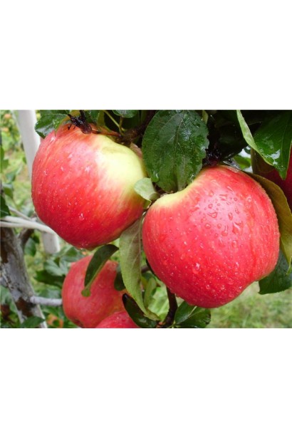 Ерлі Женева — ранні яблука з насиченим ароматом.