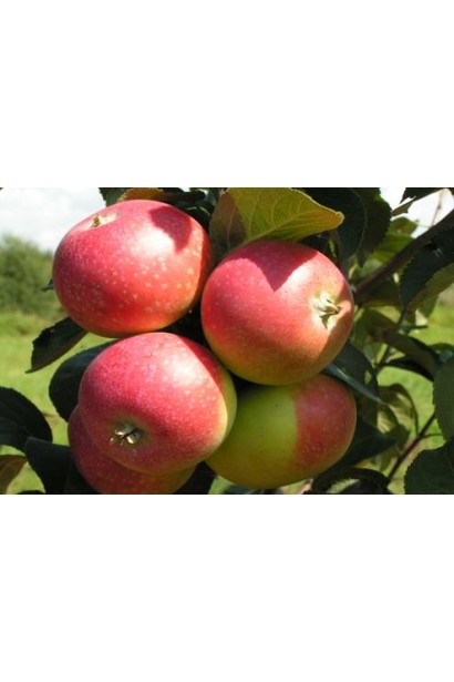 Сорт Early Geneva — чудовий вибір для свіжого споживання.