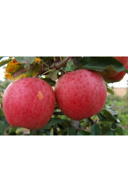 Malus domestica Early Geneva — ароматні яблука раннього дозрівання.