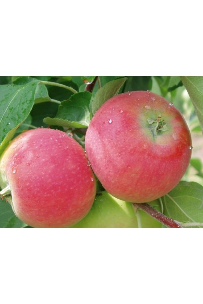 Ерлі Женева — літній сорт із солодким смаком.