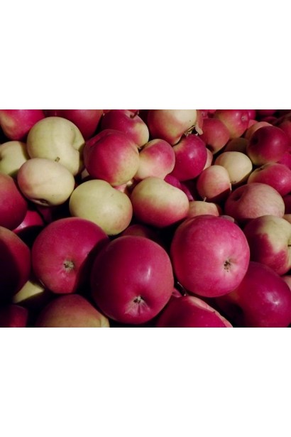 Сорт Early Geneva із соковитою та ароматною м’якоттю.