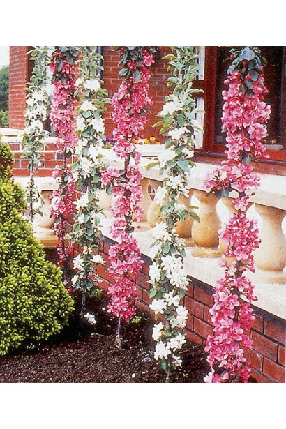 Компактна яблуня Останкіно для інтенсивного садівництва.