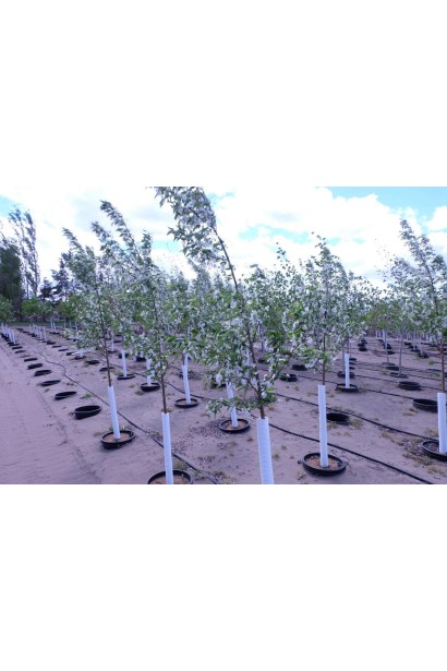 Останкіно — компактний сорт 