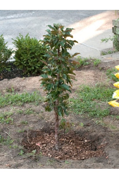 Колоновидна яблуня Останкіно — ідеальний вибір для сучасного саду.