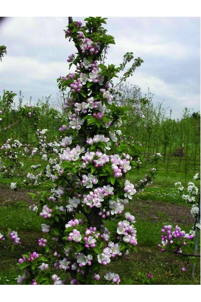 Яблуня Останкіно — осінній врожай із мінімумом догляду.