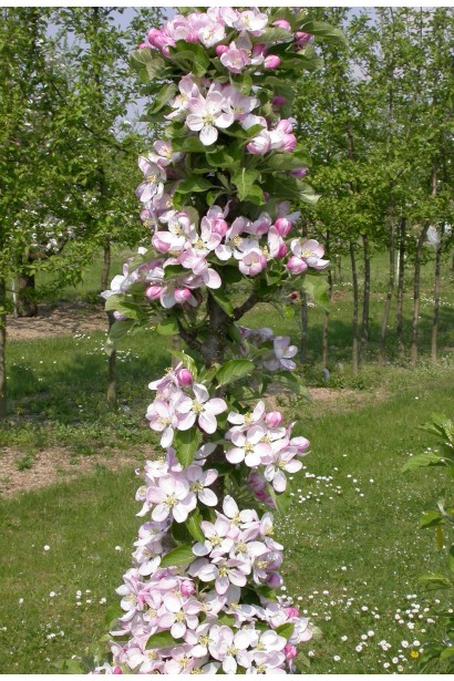 Останкіно — високоврожайна яблуня для малих садів.