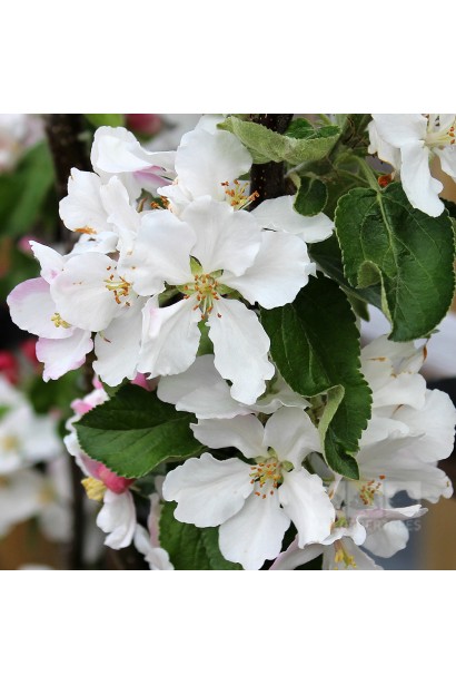 Malus Cоlumnar Ostankino